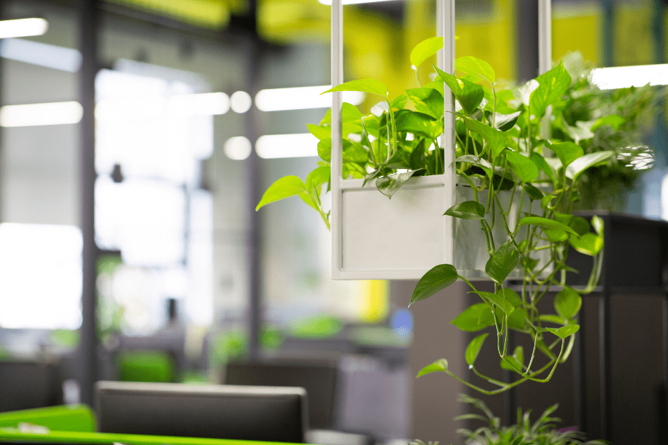 Green plants bring the outdoors inside an open office