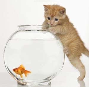 Kitten trying to get at a goldfish