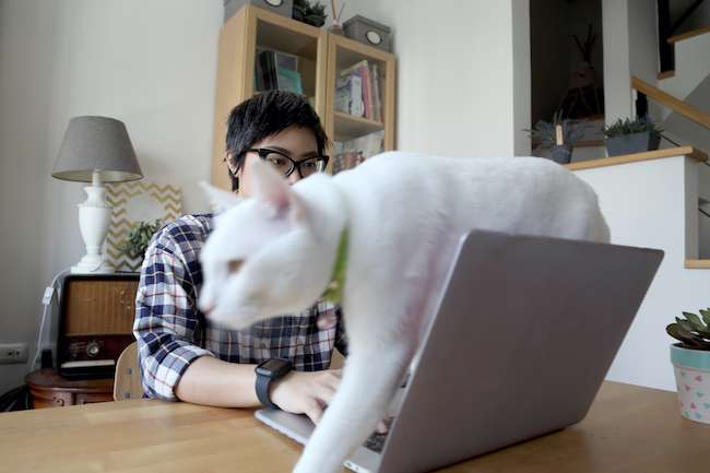 A woman working at home is distracted when her cat walks across her keyboard
