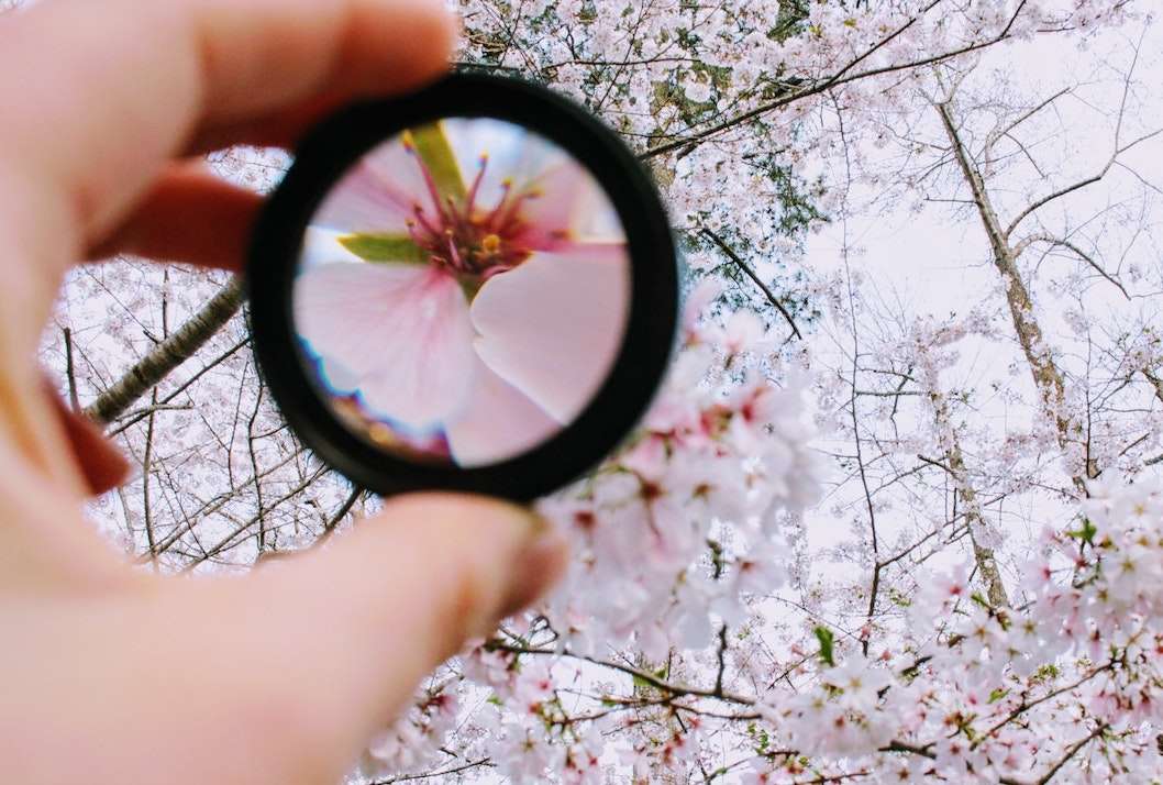 a person holds a magnifying glass to improve focus on a flower
