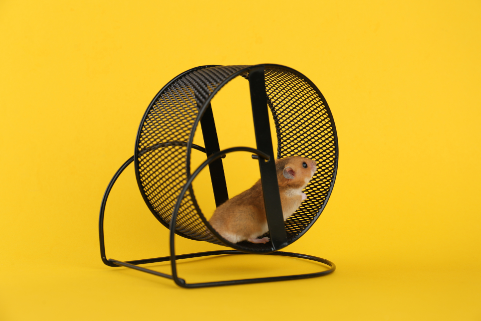 hamster wheel