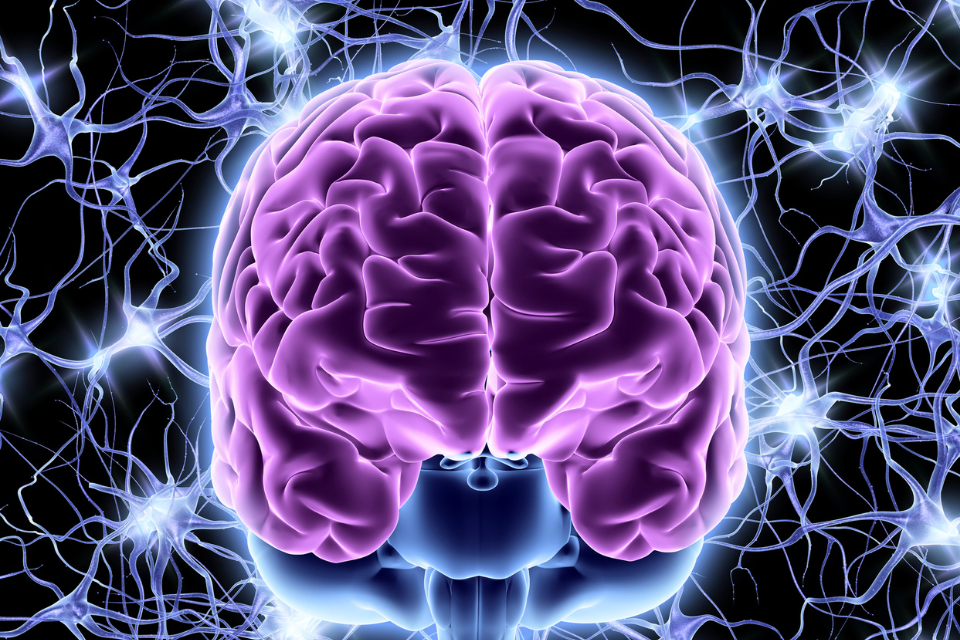 illustration of a brain